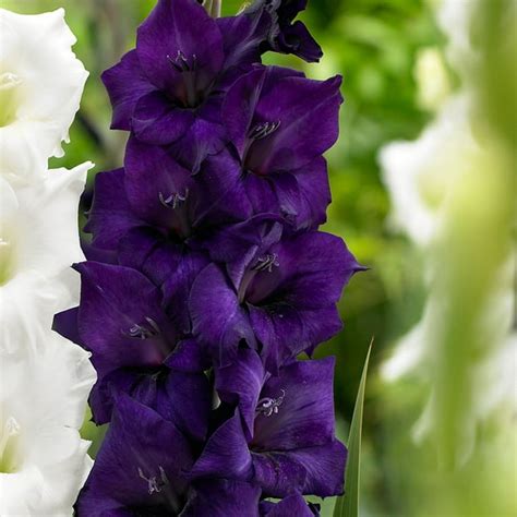 Purple Flora Gladiolus 8 Bulbs Pure Violet 14 Cm
