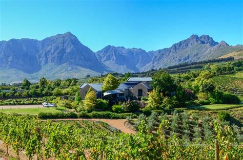 Stellenbosch Wine Country: Tastings and Scenic Beauty 3