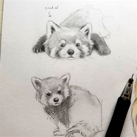 Red Panda Sketches Ⅰ」∠ Rdrawing