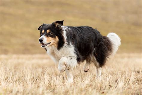 tri color border collie facts genetics and faqs with pictures