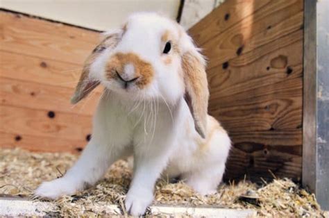 Best Indoor Rabbit Cages Pet Territory