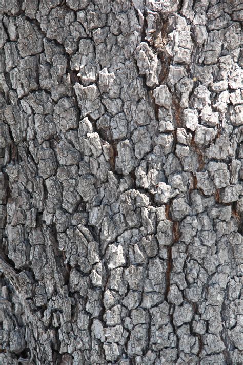 Bark Texture Wood Natural Tree Oak Rough Grain Texture X