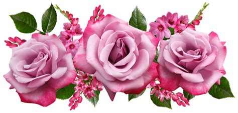 Flores Rosas Ixias Foto Gratuita No Pixabay