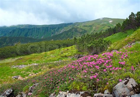 Rhododendron Flowers In Summer Mountain Stock Image Colourbox