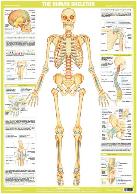 The functions of the skeleton are support, shape, protection, attachments for muscles. Human Skeleton Poster - Chartex Ltd