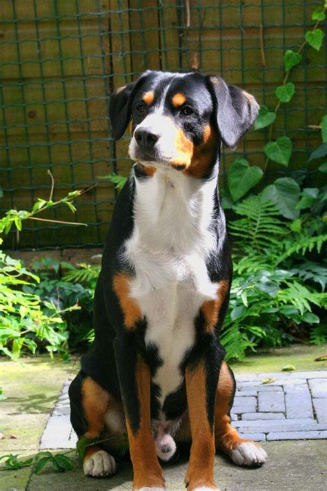 Entlebucher Mountain Dog Info History Temperament Training Puppy