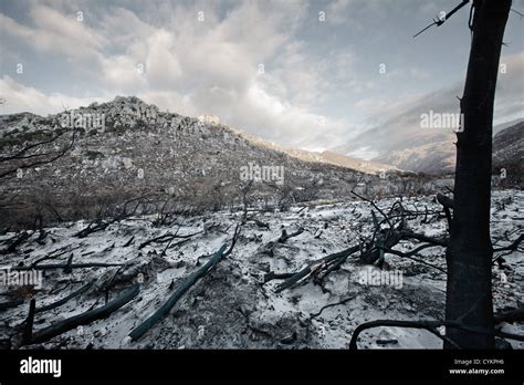 Árboles y rocas desnudas en campo nevado Fotografía de stock Alamy