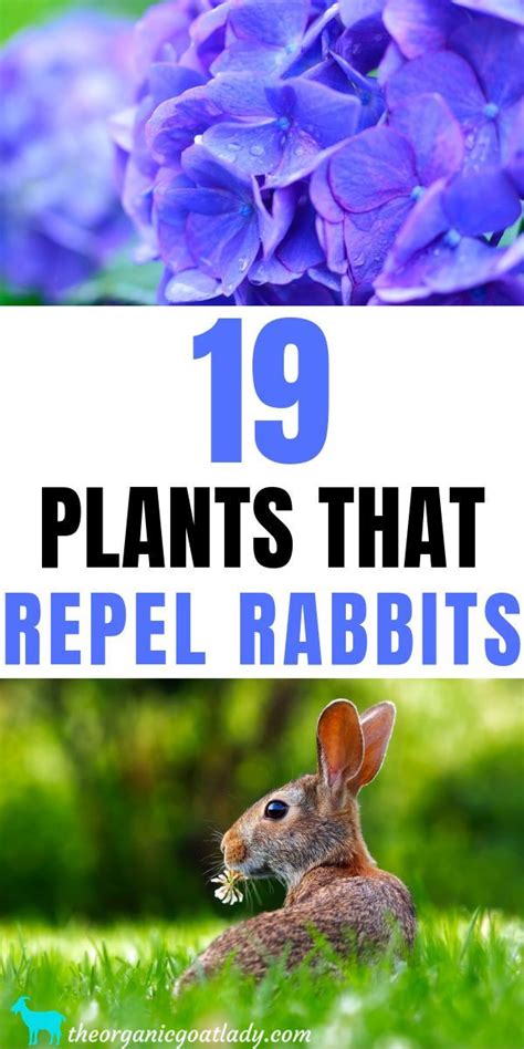 19 Plants That Repel Rabbits The Organic Goat Lady Rabbit Resistant