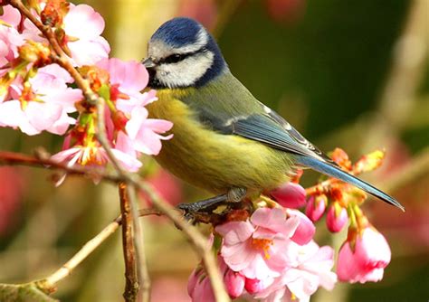 Blue Tit And Cherry Blossom A Blue Tit Pecking At The Tast Flickr