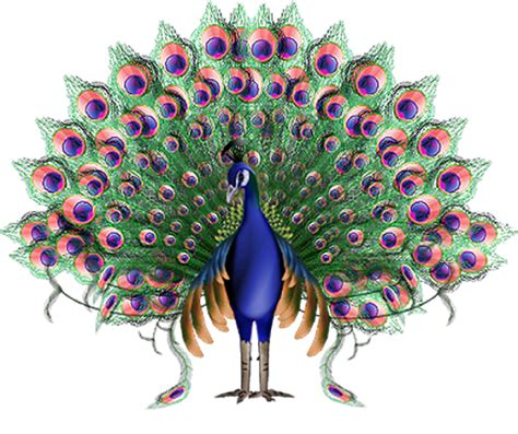 Vector Peacock Descargar Png Gratis Png All