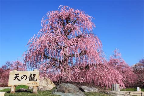 春の花の始まりはしだれ梅から。続いて、桜、シャクナゲ、バラ…と赤塚植物園は一年中 花盛り!｜取材レポート｜観光三重
