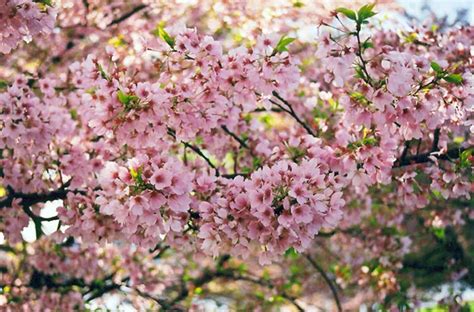 Named after a japanese mountain, it blooms about two weeks after the yoshino, and its pink double blossoms almost resemble carnations. Ornamental Cherry Trees - Westwood Gardens