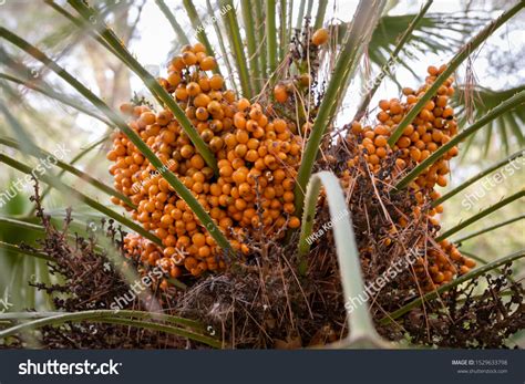 Palm Tree Orange Berries Stock Photo 1529633798 Shutterstock