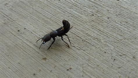 Large Ant Looking Thing With Stinger Like A Scorpian In