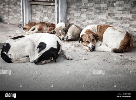 Which Country Has The Most Homeless Dogs