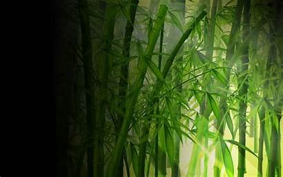 Bamboo 900 Wallpapers 1400 Desktop Road Resolution