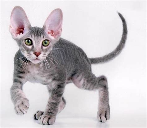Difference Between Peterbald Cat And A Sphynx Cat Fun Animals Wiki
