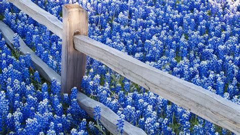 Flores Azules En Hd Blue Flowers Fotos E Imágenes En Fotoblog X