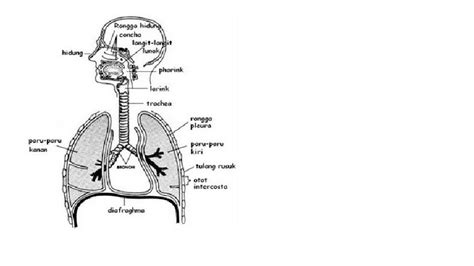 Jelaskan mekanisme pernafasan pada katak! Sistem Pernafasan pada Manusia ~ berbagi ilmu