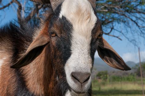 Adult Goat Face Wikimedia Commons Image Page Description D Flickr