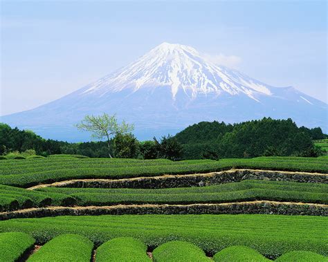 Cb030423 Tea Plantation And Mount Fuji Shizuoka Ken Japan Viva