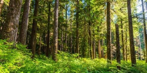 Floresta Temperada Conceito flora fauna relevo e características