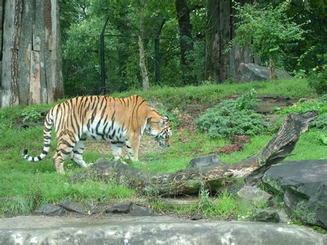 Check spelling or type a new query. Zoologischer Garten Magdeburg Genial File Tiger Zoo ...