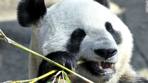 Japans Rare Baby Panda Dies Week After Birth Cnn