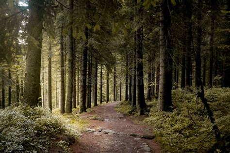 Forests In The Giant Moutains In The Czech Republic Stock Image Image