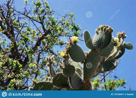 All have flat, fleshy pads that look like large leaves. Opuntia Or Prickly Pear, A Genus In The Cactus Family ...