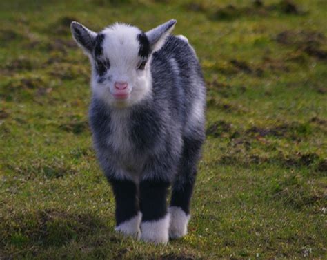 Baby Goats Cute And Lovely Latest Photographs Funny And Cute Animals