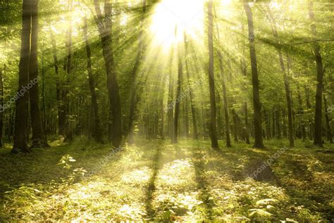 Forest Sunlight — Stock Photo © Volokhatiuk 4033620
