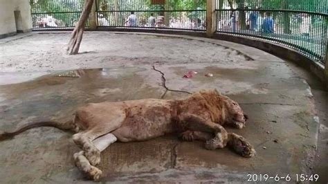 Petition · Save The Severely Malnourished Lion At Bangladesh National