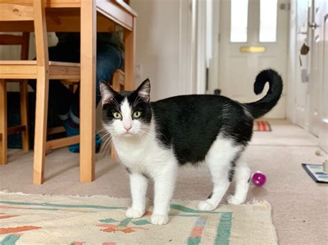 missing black and white male cat lost and found in bristol south glos