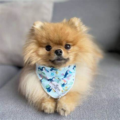 Pomeranian Puppies For Sale Near Me By Owner Pets Lovers