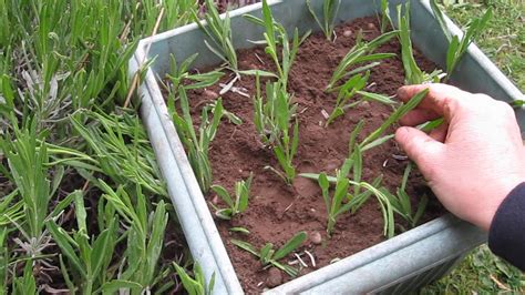 Water your fuchsia plant well the evening before so it's well hydrated. How to take lavender cuttings - YouTube