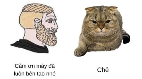 Meme Mèo Tỏ Vẻ Khinh Bỉ Chê Khi Sen Nói Cảm ơn Mày đã Bên Tao Tvmeme