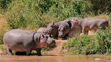 Hábitat Del Hipopótamo Del Nilo Imágenes Y Fotos