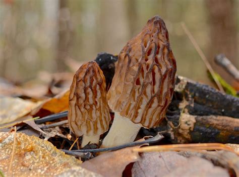 The Secret To Morel Mushroom Hunting In Pure Michigan Morel Mushroom