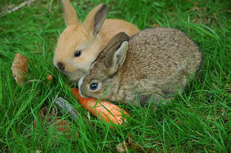 Rabbits Eat Their Own Poop But Its Normal
