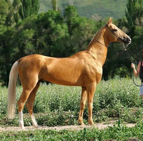 Palomino Akhal Teke Most Beautiful Horses Pretty Horses Animals