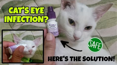 How To Treat Cat Eye Infection Murang Eyedrop 85 Pesos Lang