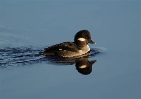 Immature Male Bufflehead Figure Out The Sea