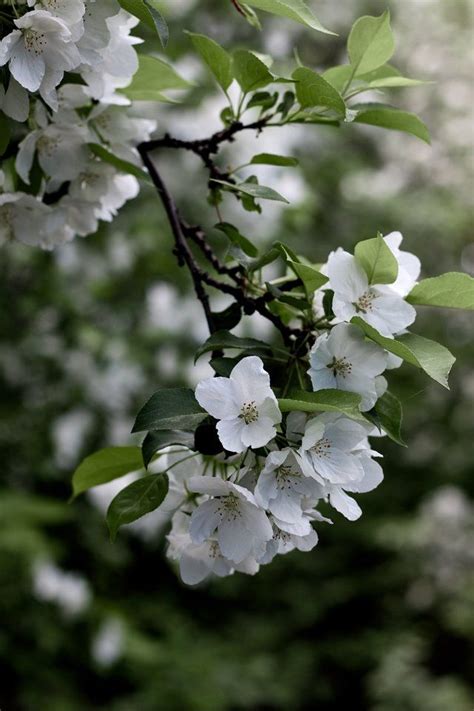 The apple tree must be grown with the farming skill. Pin su ♣Bella Natura