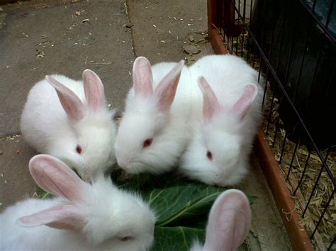 We Have 1 Cute And Lovely Baby Rabbit For Sale