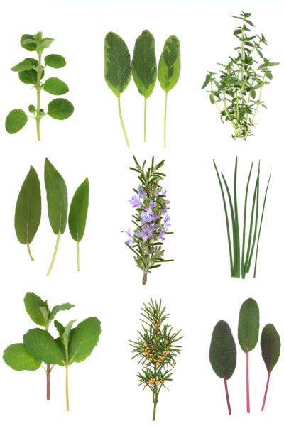 Large Herb Leaf Selection Stock Photo By ©marilyna 2034770
