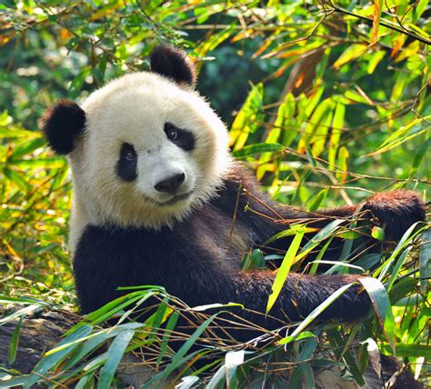 Pandas In Peril Wild Earth News And Facts
