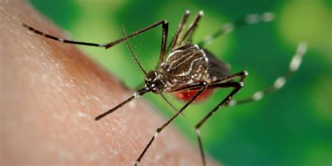 Mosquito Bites Everyone Is At Risk Division Of Vector Borne