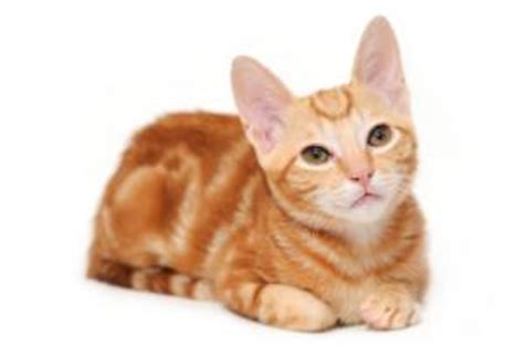 Fascinating Facts About Orange Tabby Cats LoveToKnow
