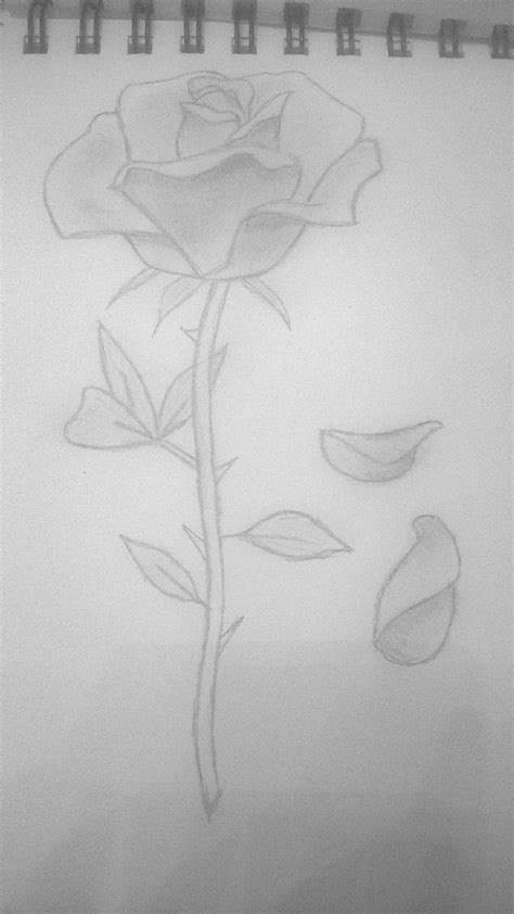 Simple Rose Petals Drawing Nataliehe